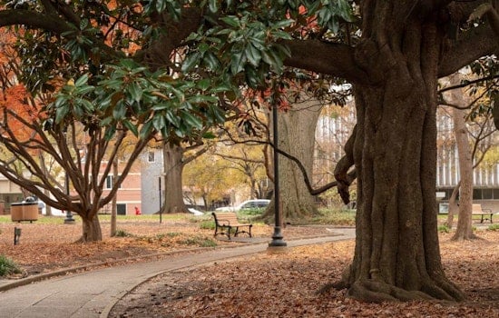 Raleigh's Urban Forestry Discussed at Talkin' Trees Panel Featuring Local Experts at City Museum