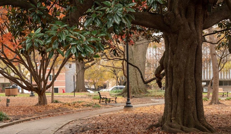 Raleigh's Urban Forestry Discussed at Talkin' Trees Panel Featuring Local Experts at City Museum