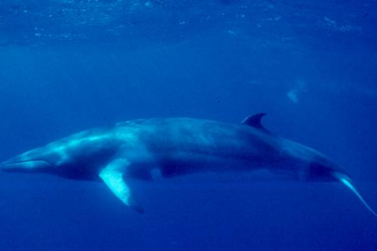 Rare Minke Whale Euthanized in Emeryville After Being Trapped on Mudflat Near San Francisco Bay