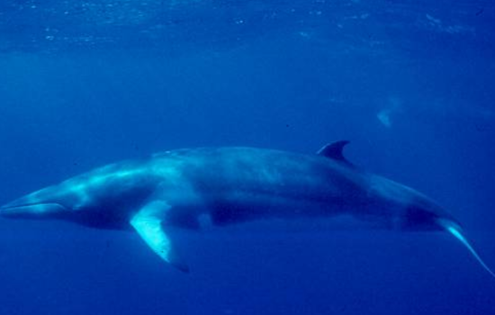 Rare Minke Whale Euthanized in Emeryville After Being Trapped on Mudflat Near San Francisco Bay