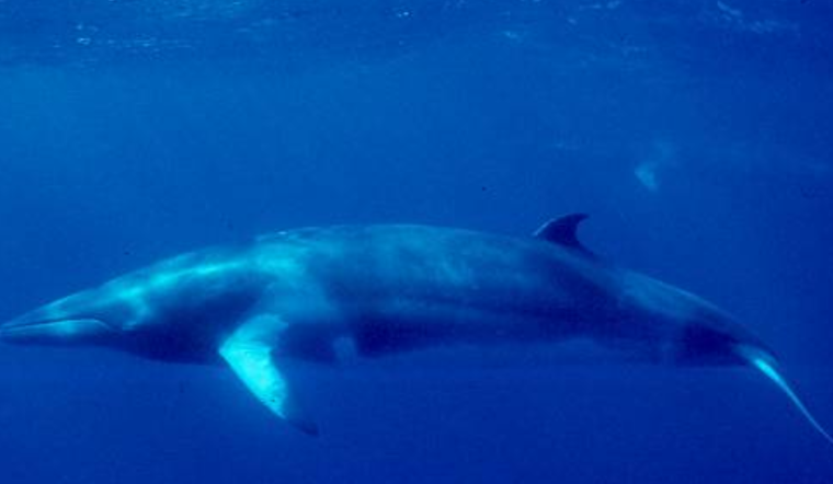 Rare Minke Whale Euthanized in Emeryville After Being Trapped on Mudflat Near San Francisco Bay