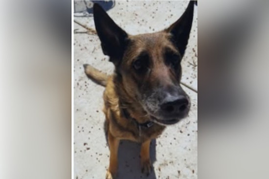 Retired K-9 Deputy Celebrates 14th Birthday with Waukesha County Sheriff's Department