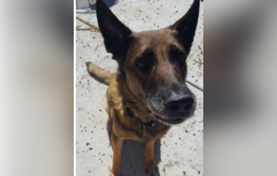 Retired K-9 Deputy Celebrates 14th Birthday with Waukesha County Sheriff's Department