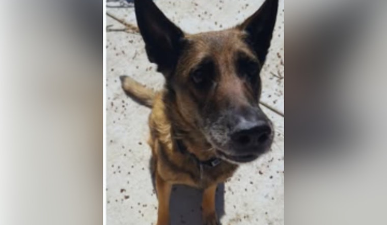 Retired K-9 Deputy Celebrates 14th Birthday with Waukesha County Sheriff's Department
