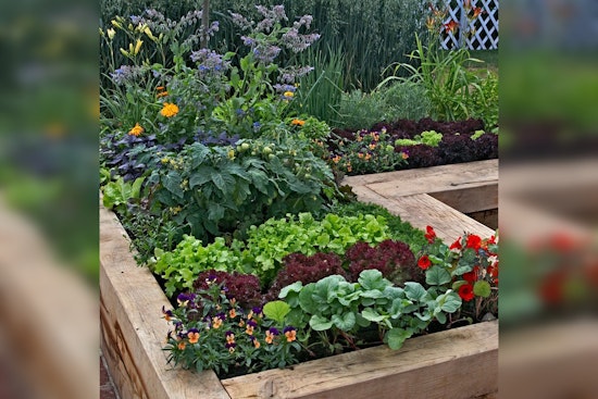 Rice and Steele County Master Gardener Sheds Light on the Benefits of Companion Planting