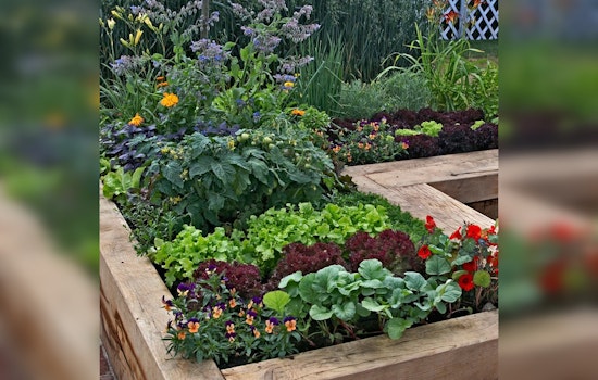 Rice and Steele County Master Gardener Sheds Light on the Benefits of Companion Planting