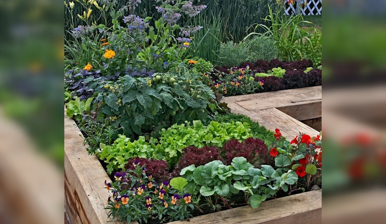 Rice and Steele County Master Gardener Sheds Light on the Benefits of Companion Planting