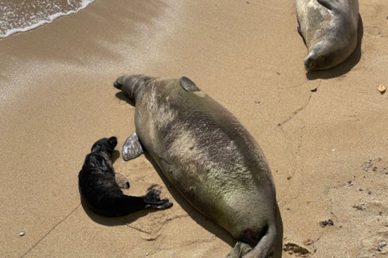 Rise in Hawaiian Monk Seal Pups Highlights Need for Beach-Goer Awareness During Pupping Season