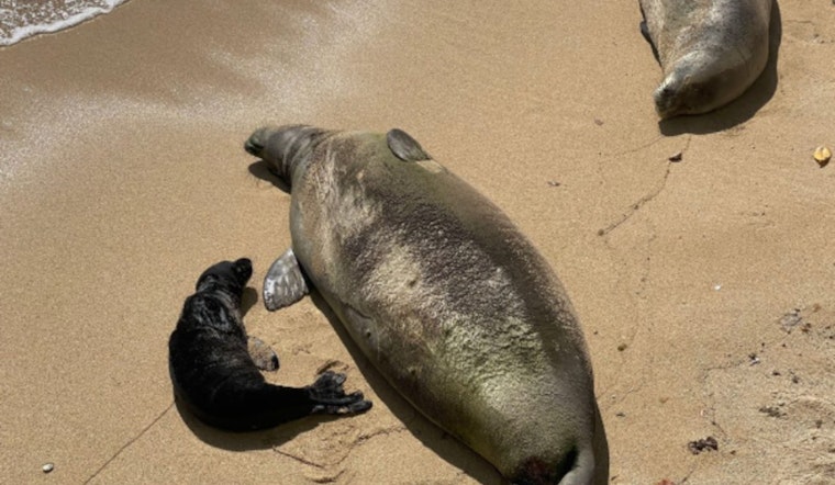 Rise in Hawaiian Monk Seal Pups Highlights Need for Beach-Goer Awareness During Pupping Season