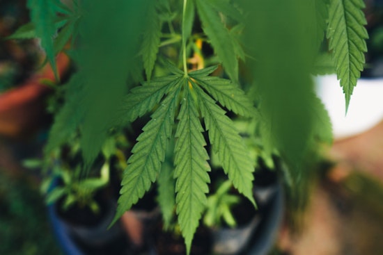 Sacramento Officials Urge Responsible 4/20 Celebration; Remind Public of Current Cannabis Laws