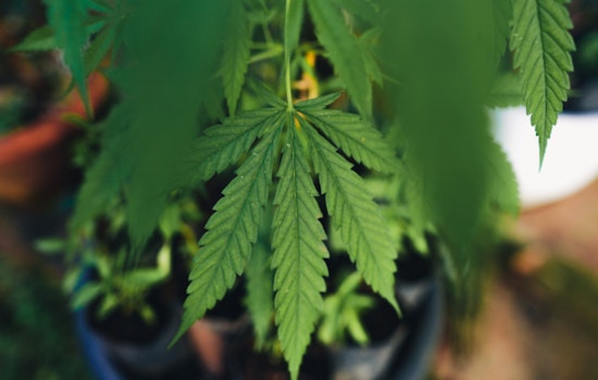 Sacramento Officials Urge Responsible 4/20 Celebration; Remind Public of Current Cannabis Laws