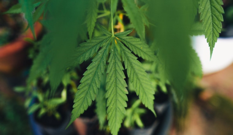Sacramento Officials Urge Responsible 4/20 Celebration; Remind Public of Current Cannabis Laws