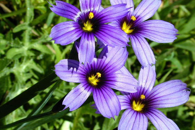 San Diego Considers Adopting Native Blue-Eyed Grass as New Official City Flower