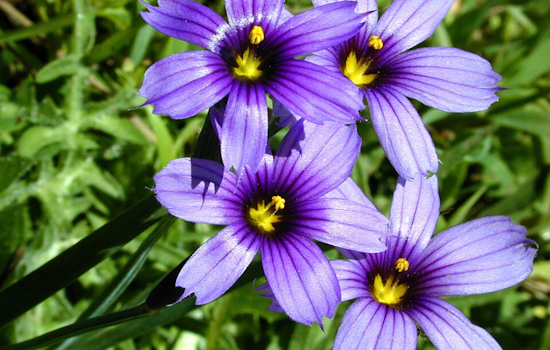 San Diego Considers Adopting Native Blue-Eyed Grass as New Official City Flower