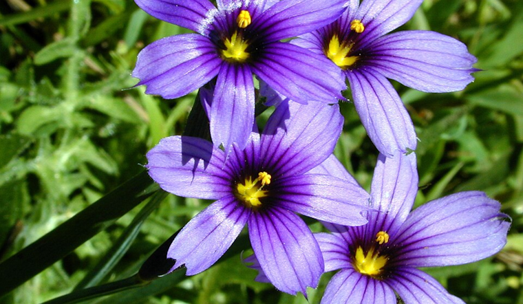 San Diego Considers Adopting Native Blue-Eyed Grass as New Official City Flower
