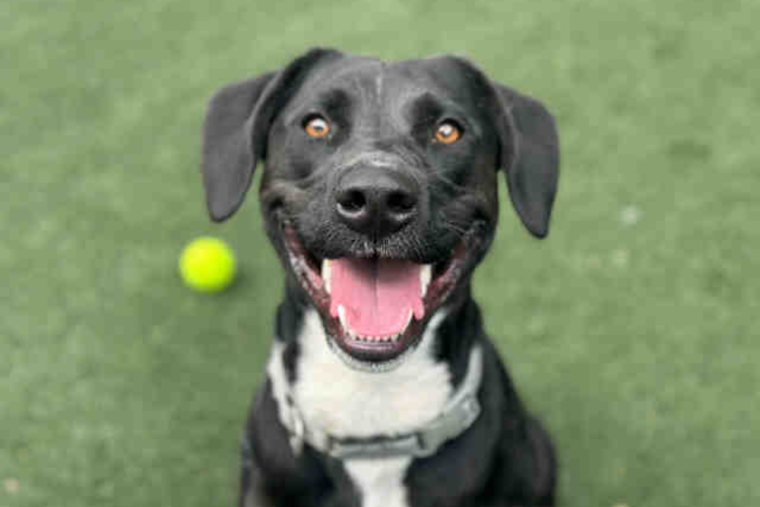 San Diego Partners with DocuPet for Simplified Pet Licensing and Enhanced Lost Pet Services