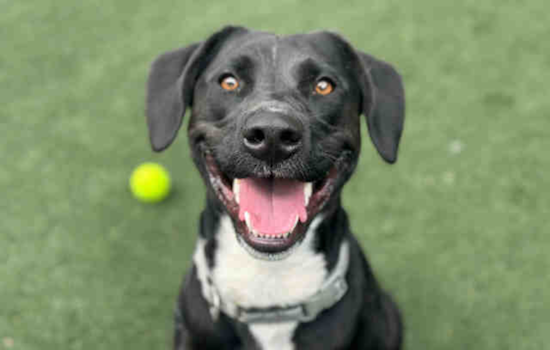 San Diego Partners with DocuPet for Simplified Pet Licensing and Enhanced Lost Pet Services