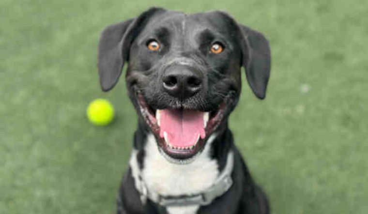 San Diego Partners with DocuPet for Simplified Pet Licensing and Enhanced Lost Pet Services