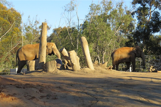 San Diego Zoo Elephants Shield Calves During 5.2 Magnitude Earthquake, Showcasing Instinctual Protective Behavior