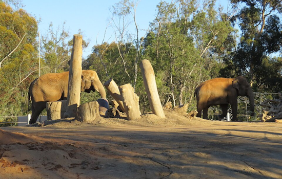 San Diego Zoo Elephants Shield Calves During 5.2 Magnitude Earthquake, Showcasing Instinctual Protective Behavior