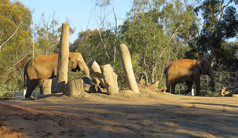San Diego Zoo Elephants Shield Calves During 5.2 Magnitude Earthquake, Showcasing Instinctual Protective Behavior