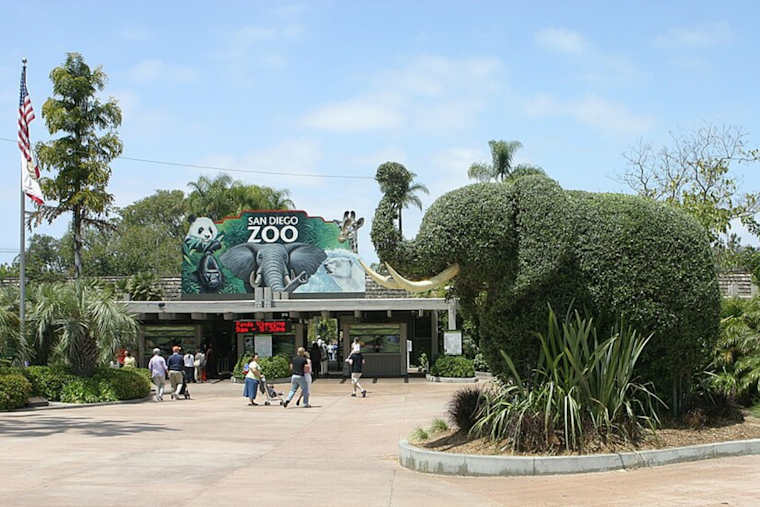 San Diego Zoo's Newest Attraction: Miso-Chi the Fishing Cat from Denver Makes a Splash