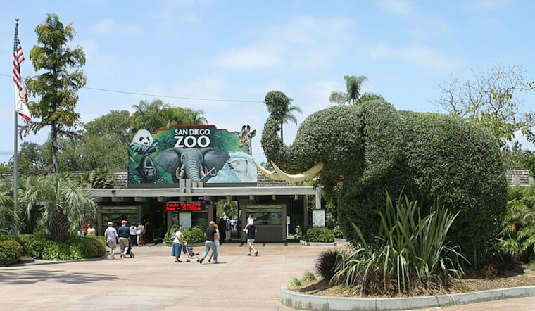 San Diego Zoo's Newest Attraction: Miso-Chi the Fishing Cat from Denver Makes a Splash