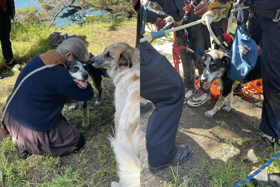 San Francisco Fire Department Skillfully Executes Cliff Rescue, Saving Adult and Injured Dog at Mile Rock