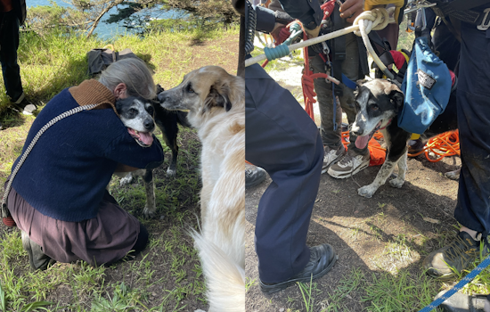 San Francisco Fire Department Skillfully Executes Cliff Rescue, Saving Adult and Injured Dog at Mile Rock
