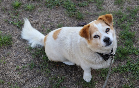 San Francisco's Presidio Trails Close to Dogs for Coyote Pupping Season, Dog Owners Adapt
