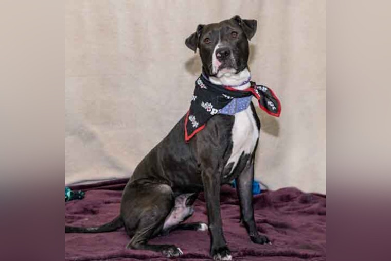 Santiago the Tail-Wagging Pup Charms St. Charles Locals at Adoption Event