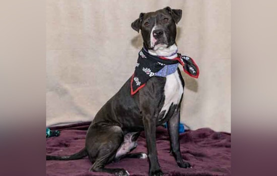 Santiago the Tail-Wagging Pup Charms St. Charles Locals at Adoption Event