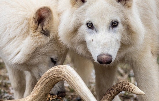 Scientists 'De-Extinct' Dire Wolf After 10,000 Years; Colossal Biosciences Has Labs in Dallas, Boston, & Melbourne