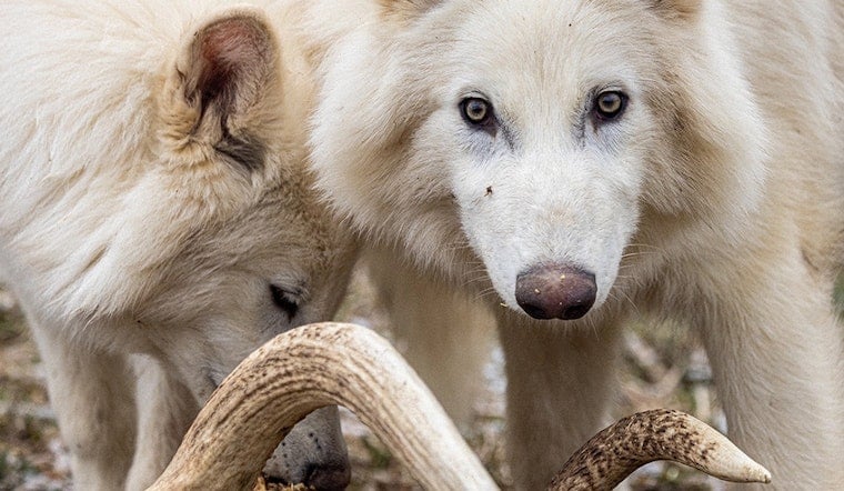 Scientists 'De-Extinct' Dire Wolf After 10,000 Years; Colossal Biosciences Has Labs in Dallas, Boston, & Melbourne