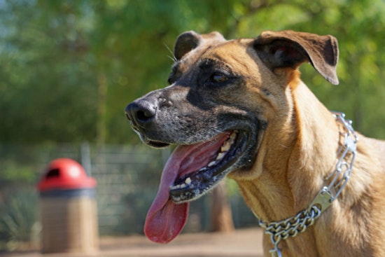 Scottsdale Hosts Canine Safety Day to Educate Pet Owners on Desert Hiking Risks