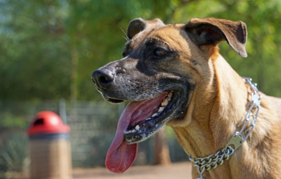 Scottsdale Hosts Canine Safety Day to Educate Pet Owners on Desert Hiking Risks