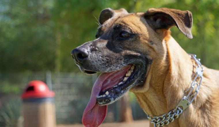 Scottsdale Hosts Canine Safety Day to Educate Pet Owners on Desert Hiking Risks