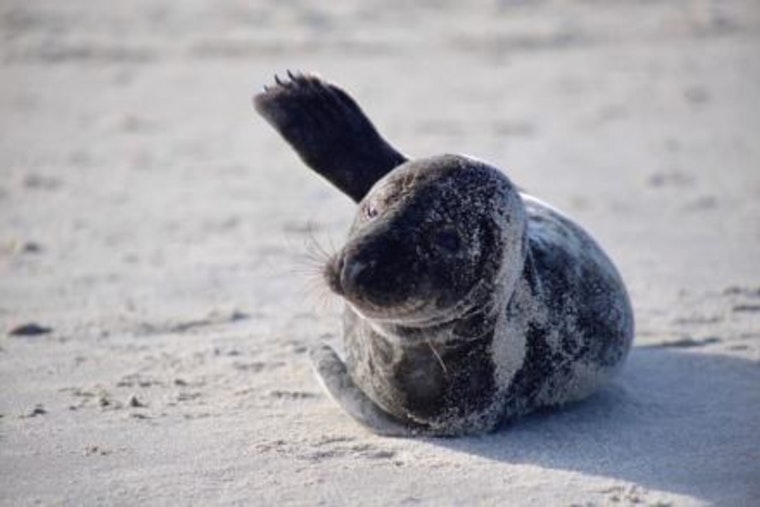 Seals Make Seasonal Return to NYC Beaches, Officials Urge Public to Maintain Distance for Safety