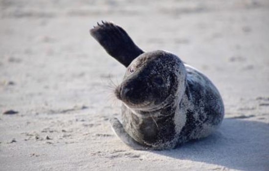 Seals Make Seasonal Return to NYC Beaches, Officials Urge Public to Maintain Distance for Safety