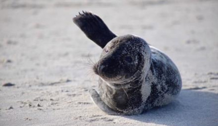Seals Make Seasonal Return to NYC Beaches, Officials Urge Public to Maintain Distance for Safety