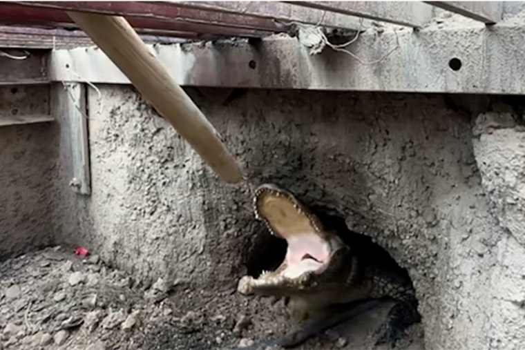 Six-Foot Alligator Found in Weslaco Storm Drain, Rescued and Relocated to Sanctuary
