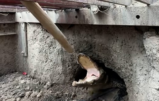 Six-Foot Alligator Found in Weslaco Storm Drain, Rescued and Relocated to Sanctuary