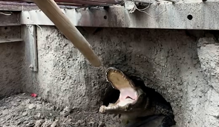 Six-Foot Alligator Found in Weslaco Storm Drain, Rescued and Relocated to Sanctuary