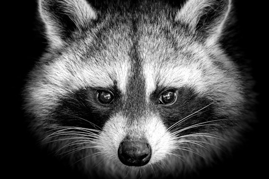 South Florida Mourns the Loss of Beloved Social Media Raccoon Star Louie Ahead of His 4th Birthday