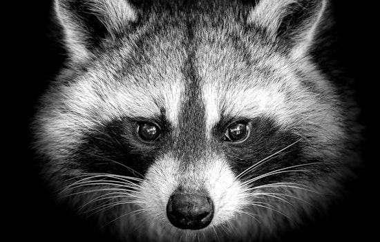 South Florida Mourns the Loss of Beloved Social Media Raccoon Star Louie Ahead of His 4th Birthday