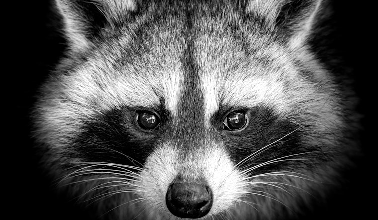 South Florida Mourns the Loss of Beloved Social Media Raccoon Star Louie Ahead of His 4th Birthday