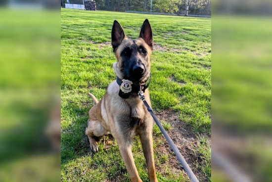 Springfield Police and K9 Hero Halt Teen's Alleged Auto-Theft Spree After High-Stakes Pursuit