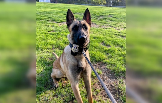 Springfield Police and K9 Hero Halt Teen's Alleged Auto-Theft Spree After High-Stakes Pursuit