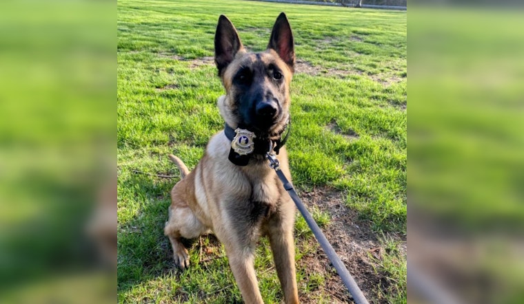 Springfield Police and K9 Hero Halt Teen's Alleged Auto-Theft Spree After High-Stakes Pursuit