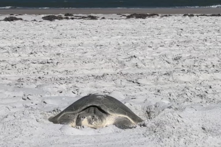 St. Johns County Enforces New Beach Regulations to Protect Endangered Sea Turtles During Nesting Season